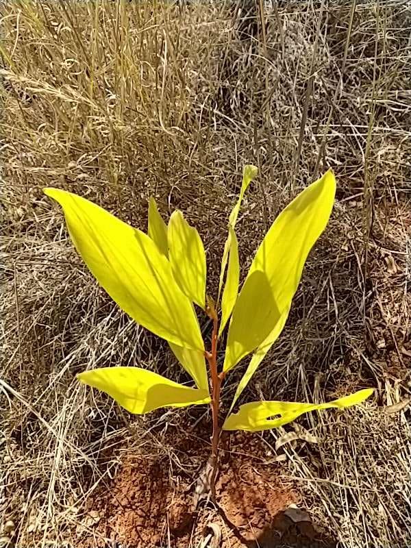 tree image