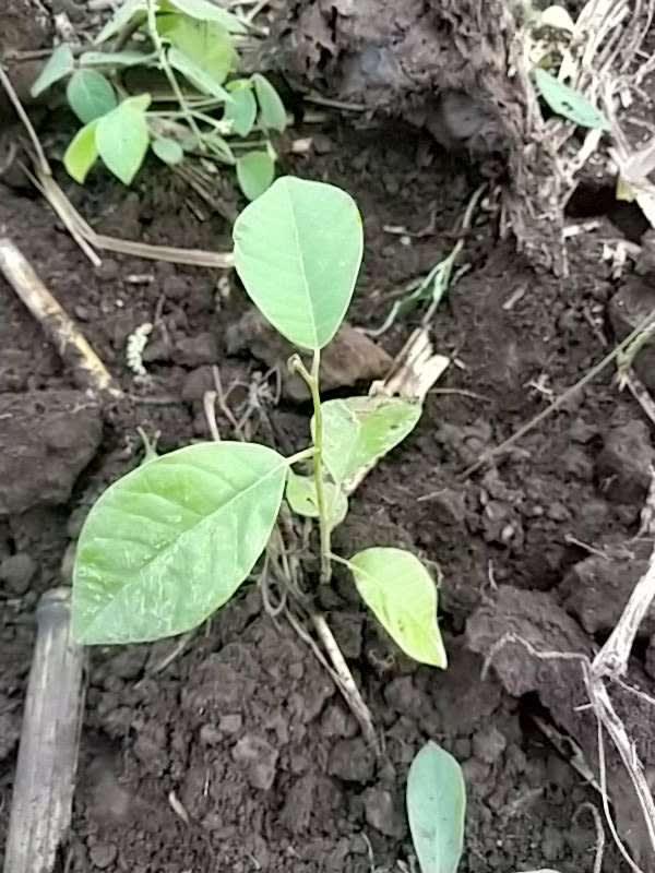 tree image
