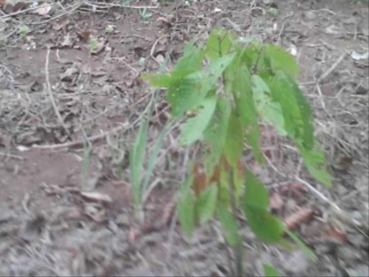 tree image