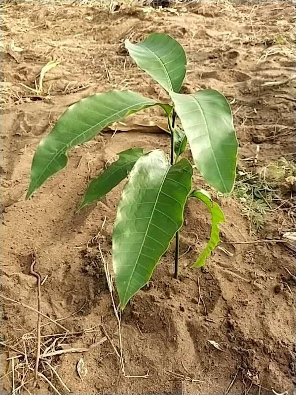 tree image