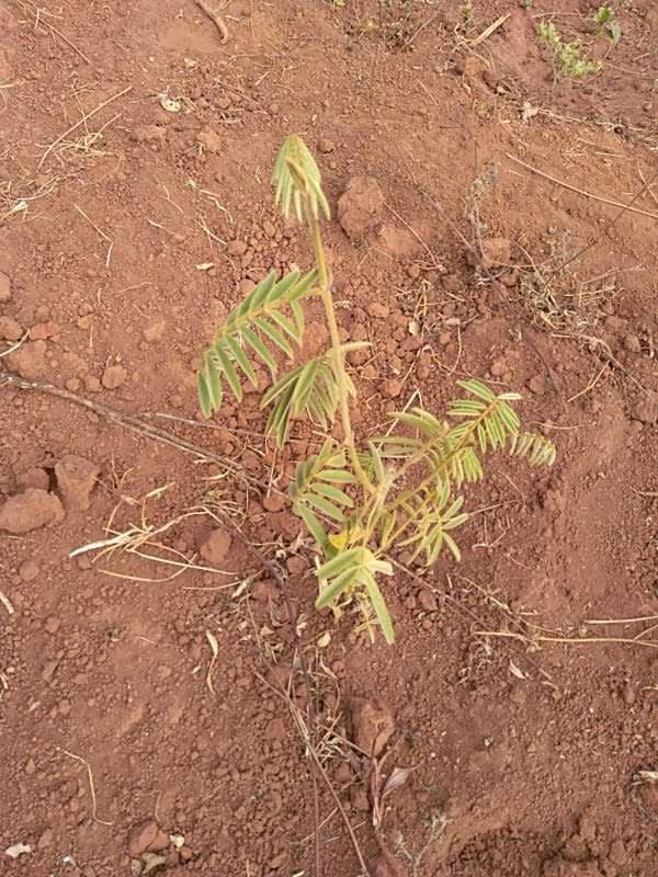 tree image
