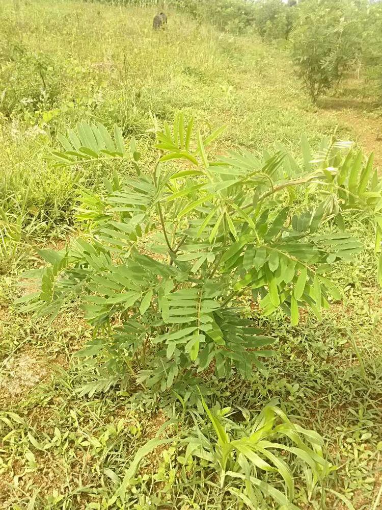 tree image