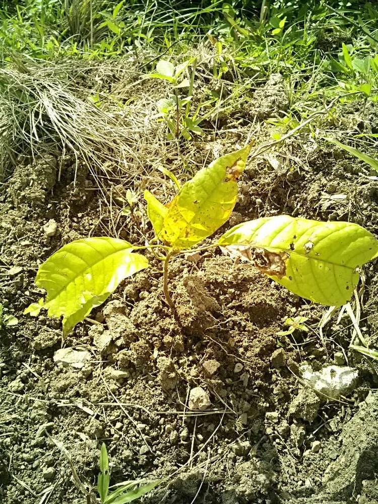 tree image