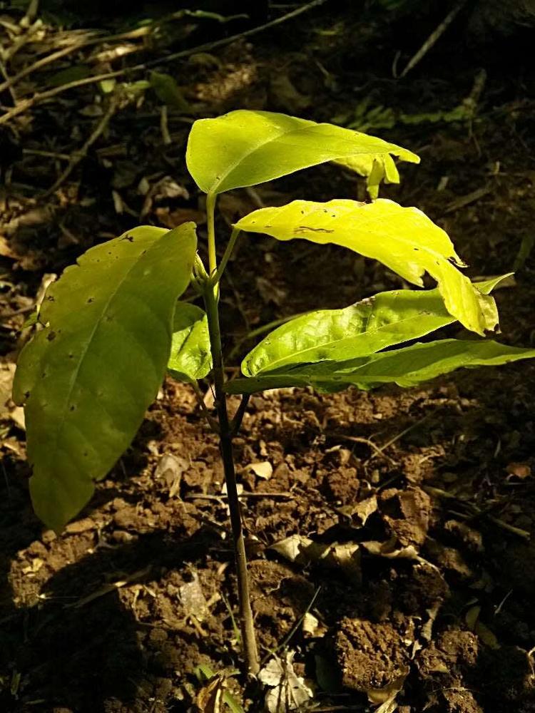 tree image