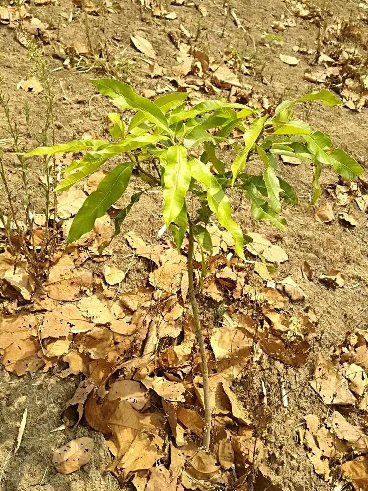tree image