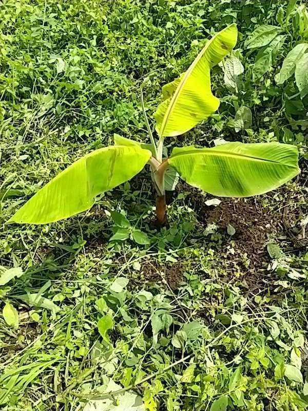 tree image