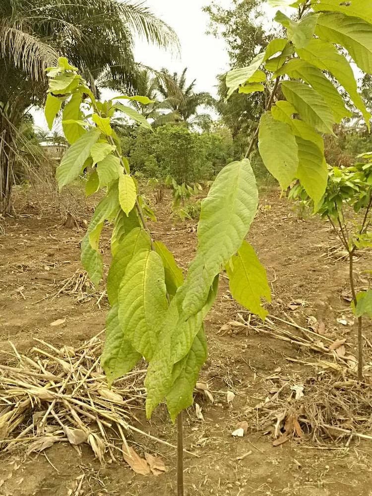 tree image