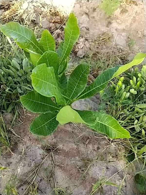 tree image