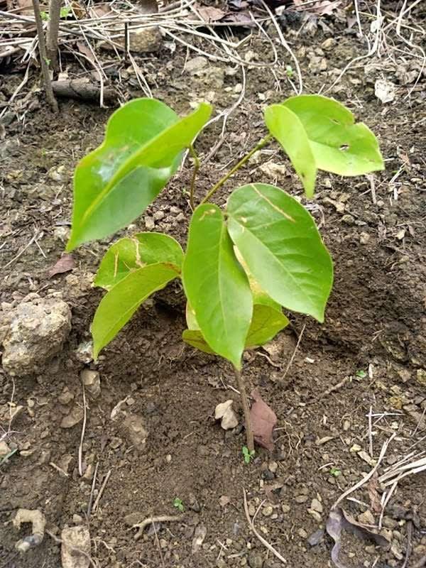 tree image