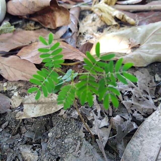 tree image