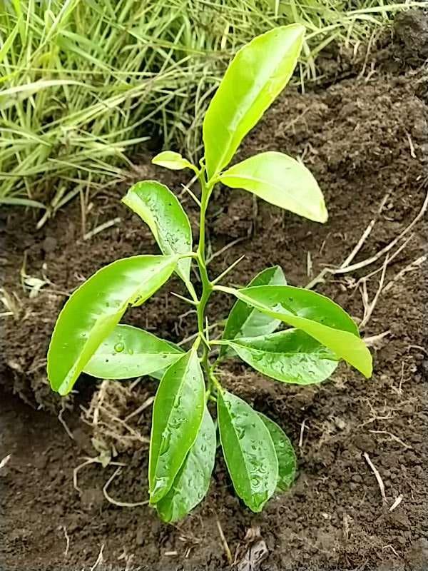 tree image
