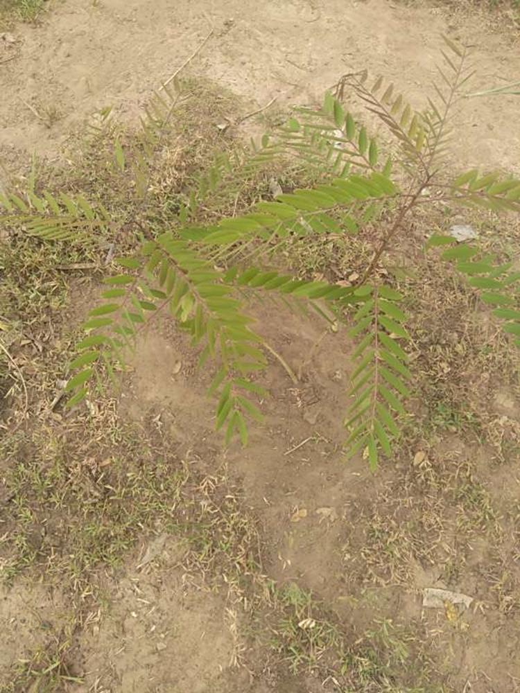 tree image