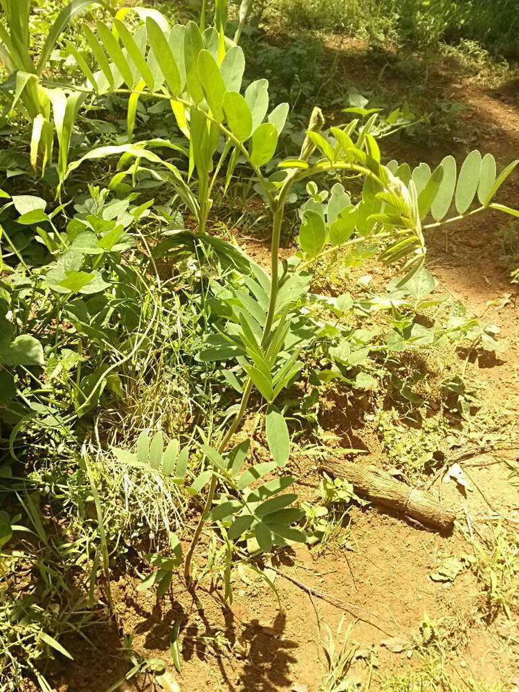 tree image
