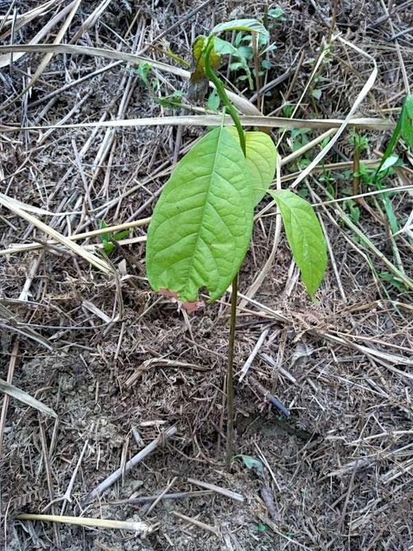 tree image