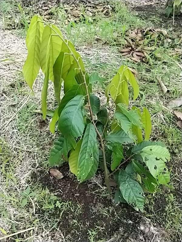 tree image