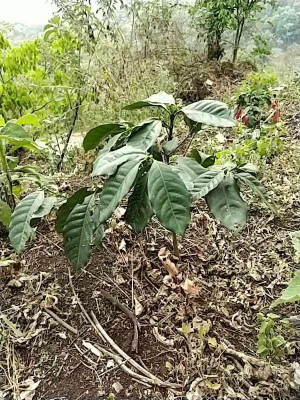tree image