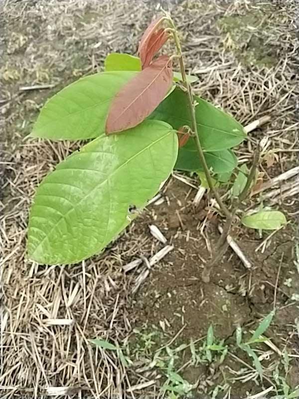 tree image