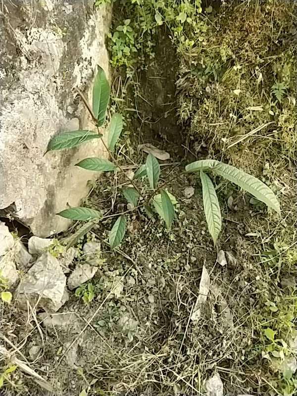 tree image