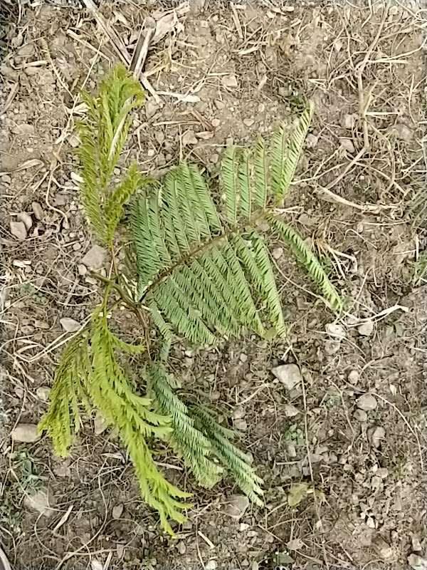 tree image