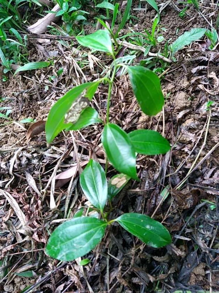 tree image