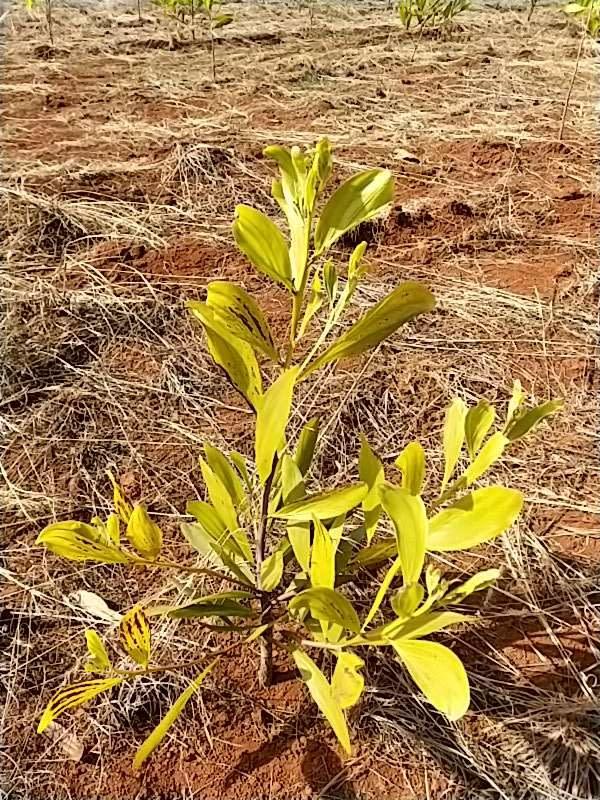 tree image
