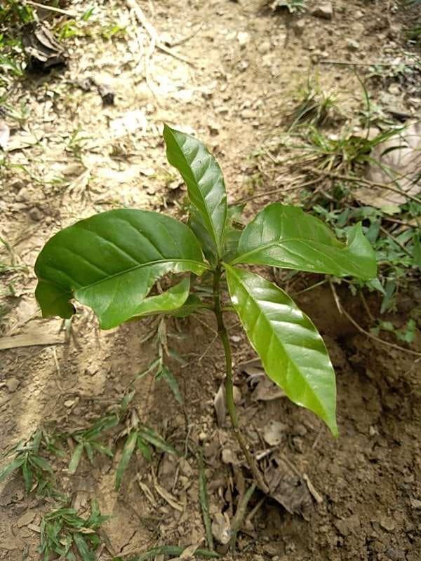 tree image