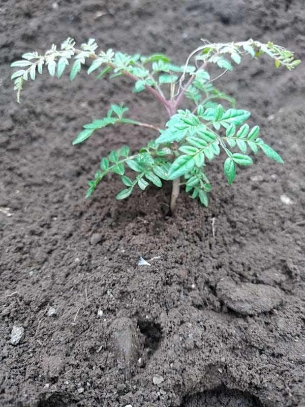 tree image