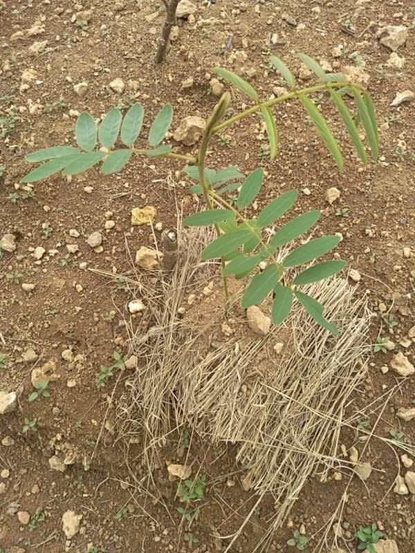 tree image