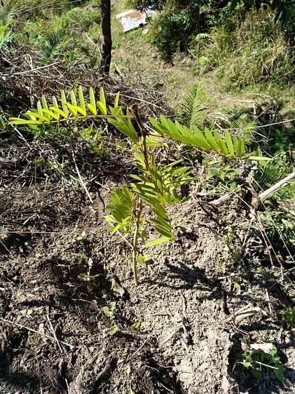 tree image