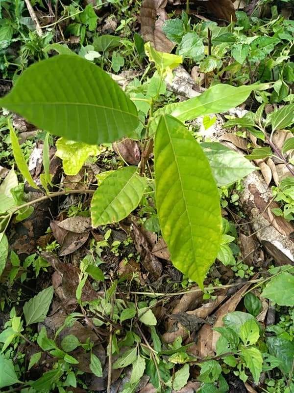 tree image