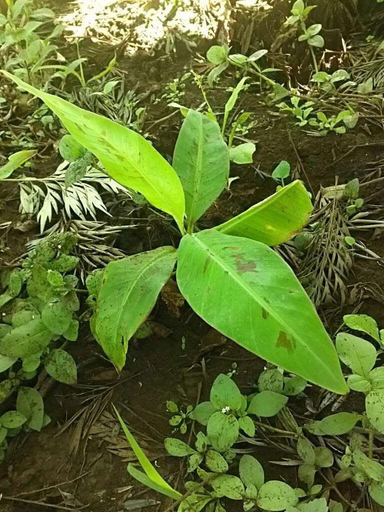 tree image