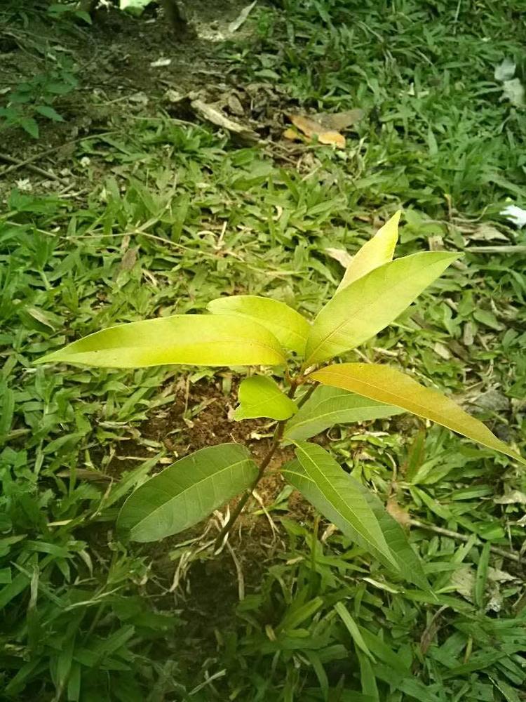 tree image
