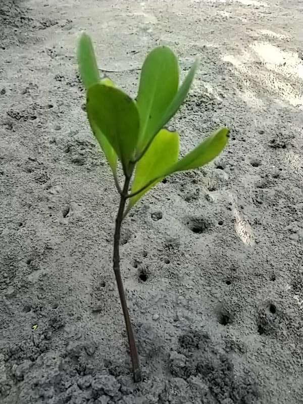 tree image