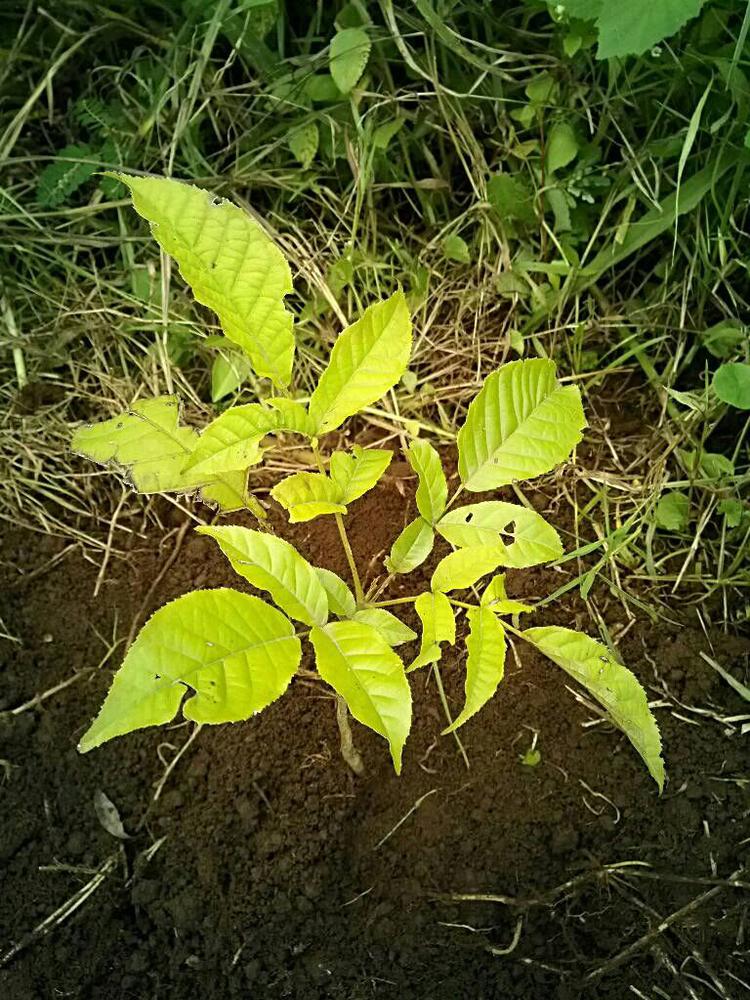 tree image