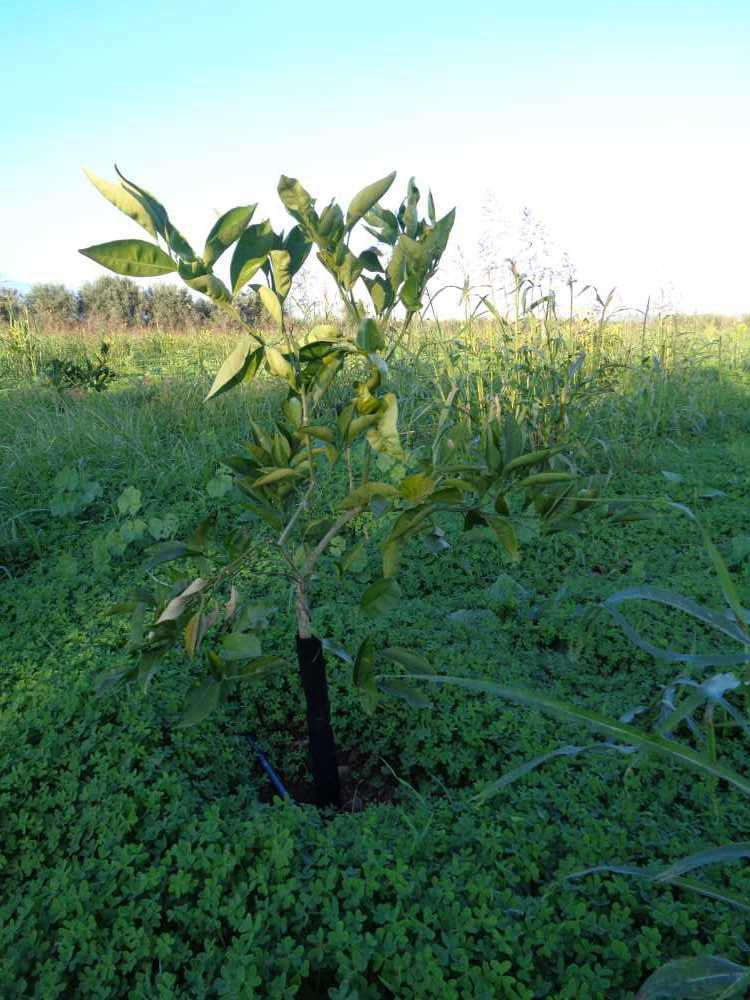 tree image