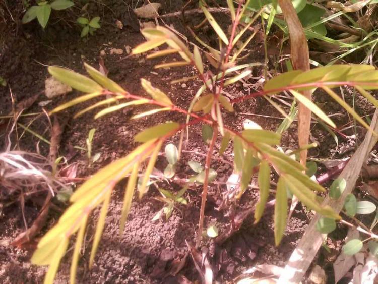 tree image