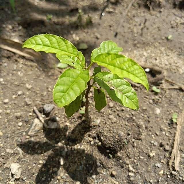 tree image