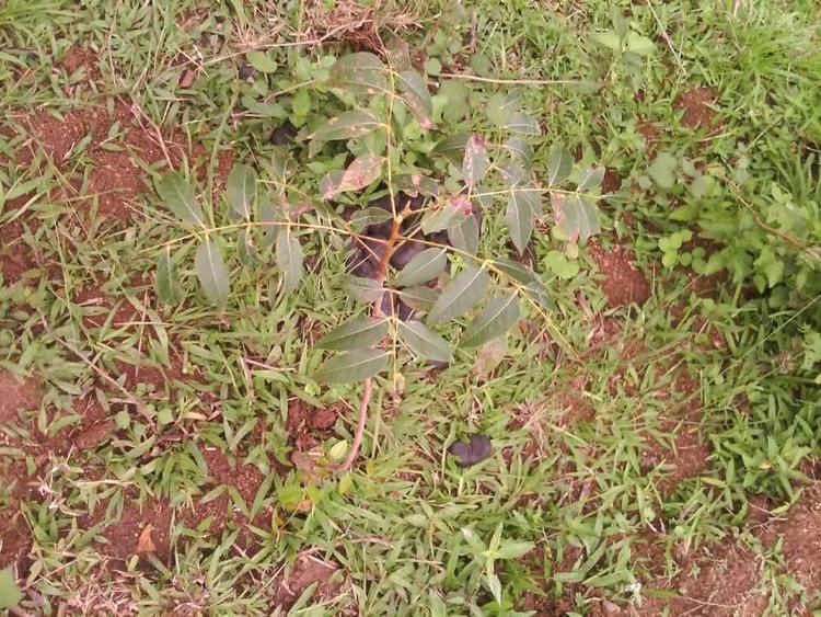 tree image