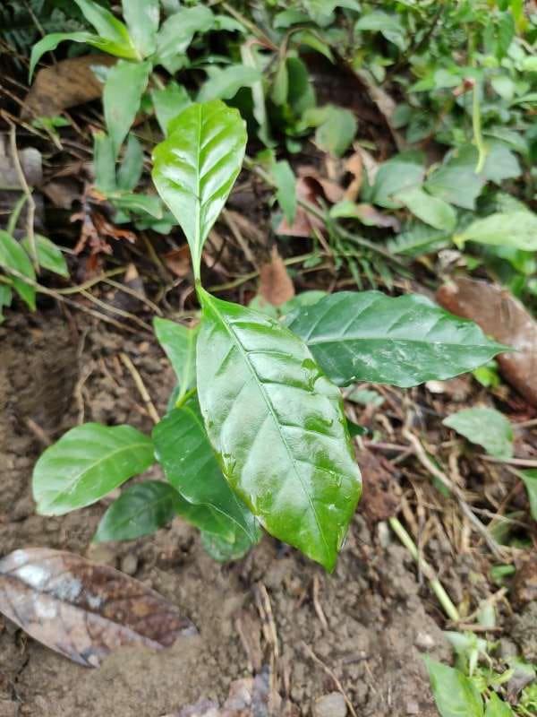 tree image