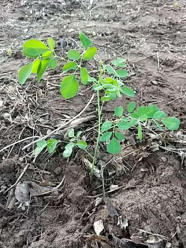 tree image