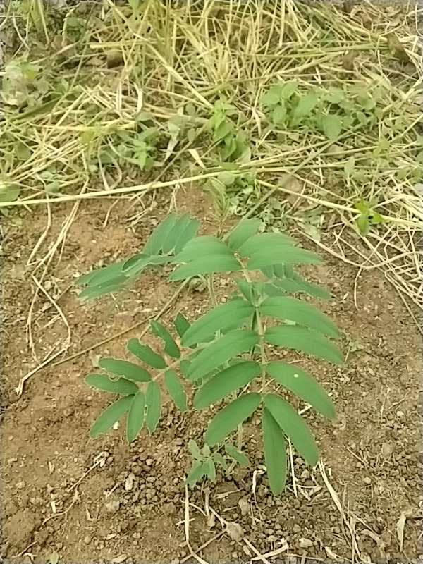 tree image