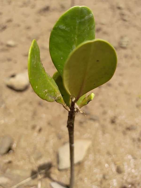 tree image