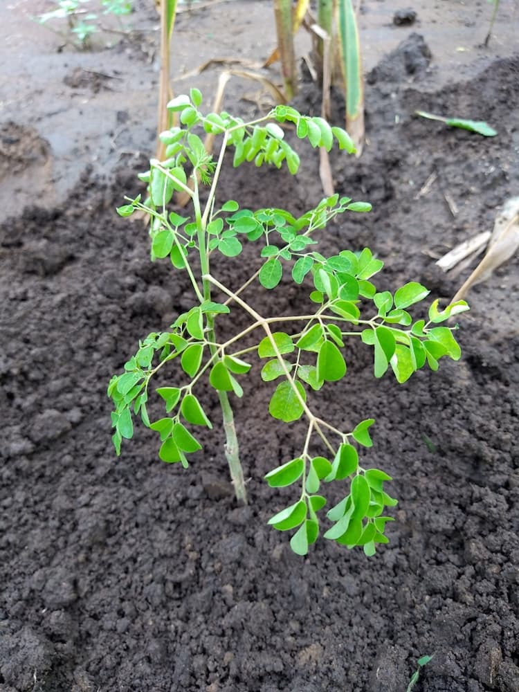 tree image