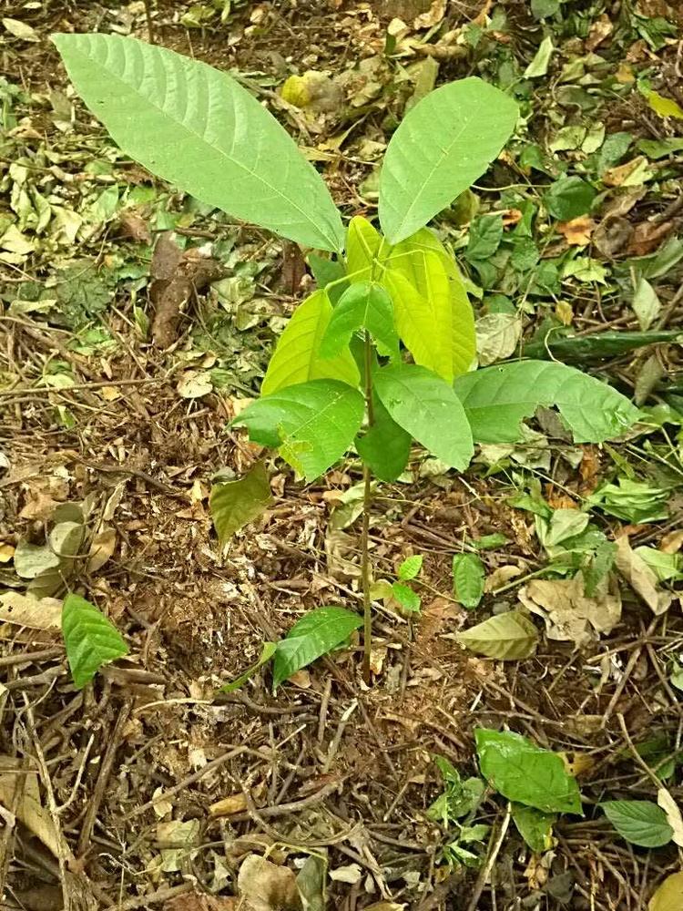 tree image