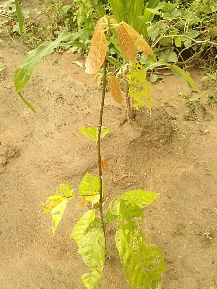 tree image