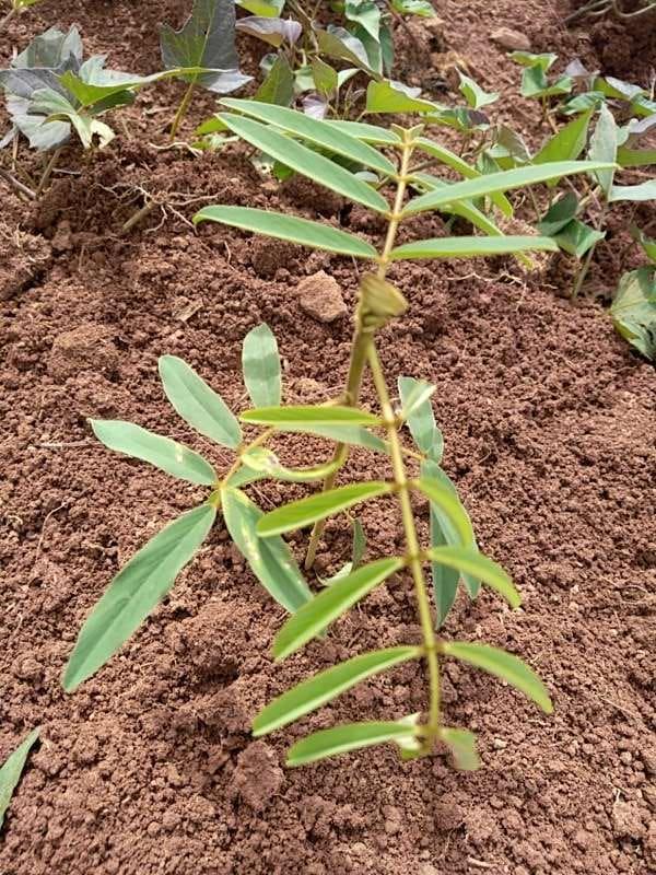 tree image