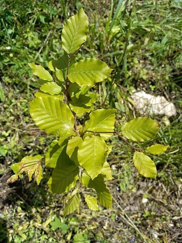 tree image