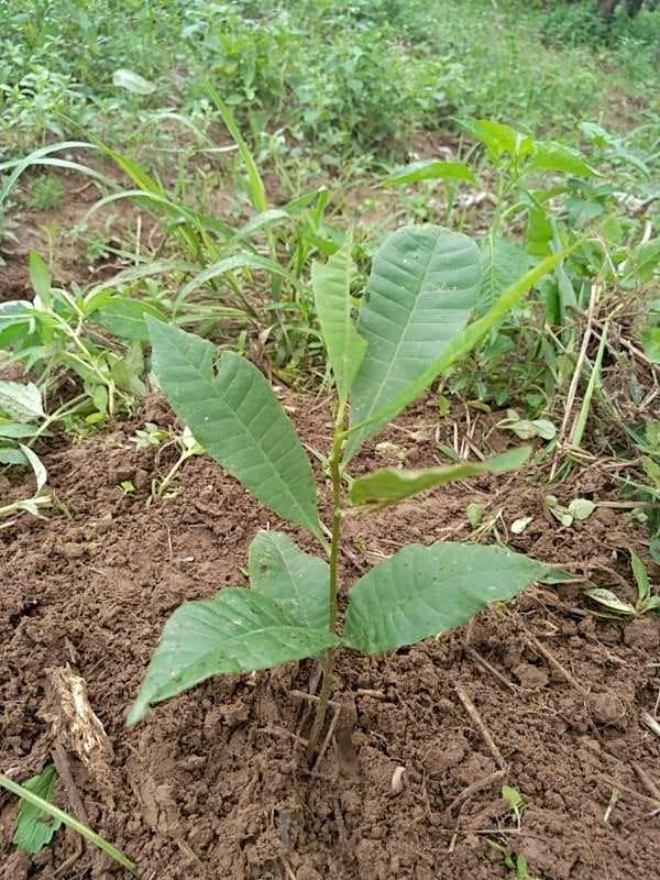 tree image
