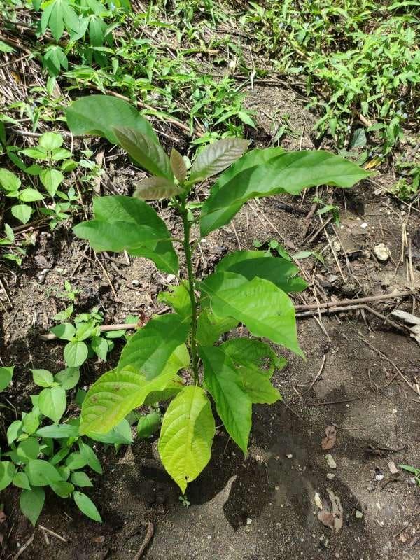 tree image