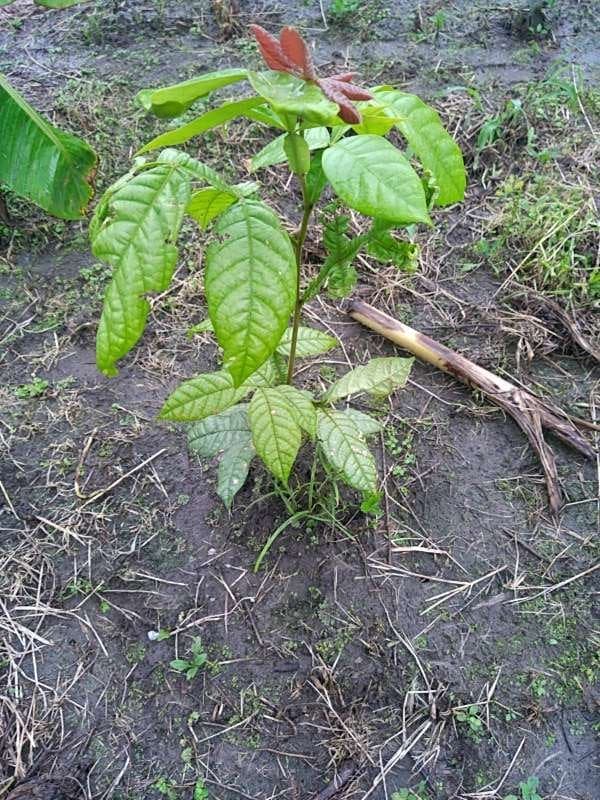 tree image